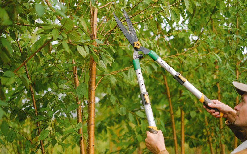Tree trimming in Palatine, IL